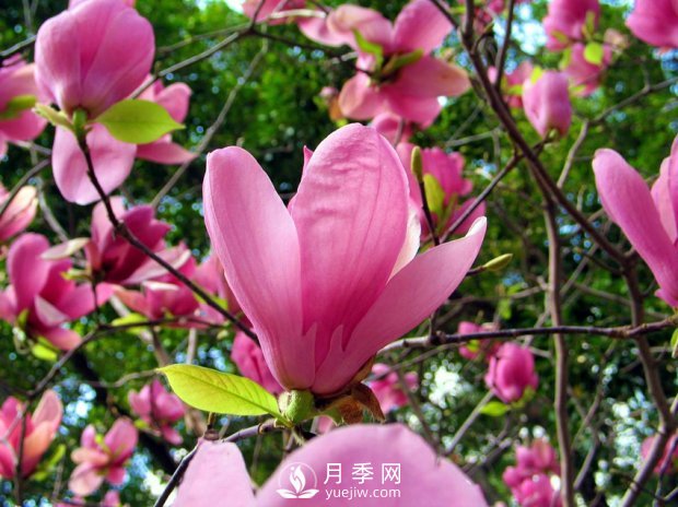 南陽(yáng)南召：玉蘭花大全，5種玉蘭簡(jiǎn)介(圖2)