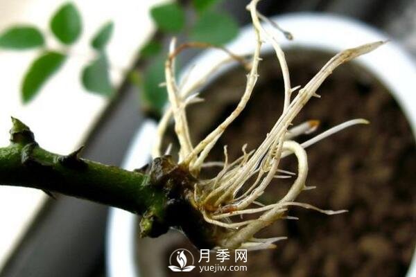 月季的扦插方法，4步完成南陽(yáng)月季的扦插(圖3)
