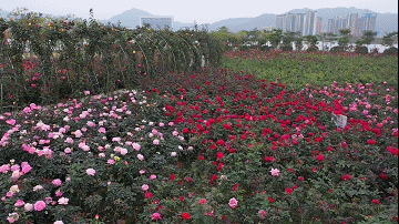 南陽(yáng)月季扮美肇慶，月季花海驚艷綻放(圖2)