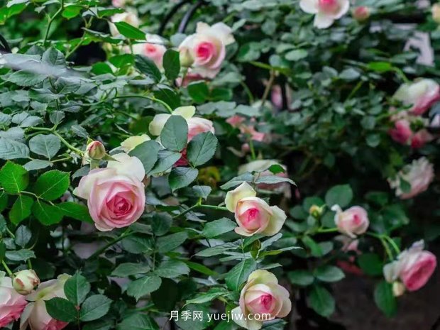 南方?jīng)]有經(jīng)過(guò)春化的粉龍藤本月季可以爆花嗎？(圖2)
