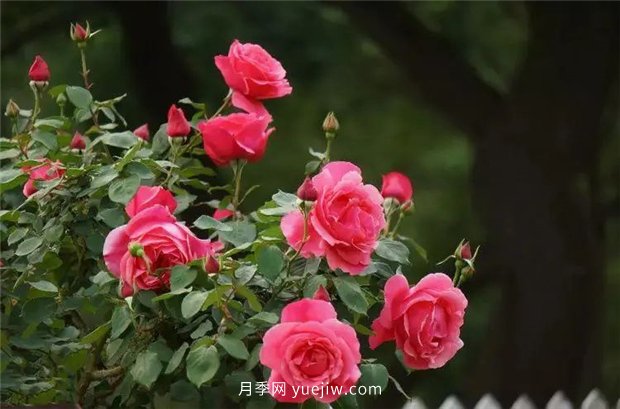 精通施肥，就掌握了盆栽月季開(kāi)花不斷的訣竅(圖2)