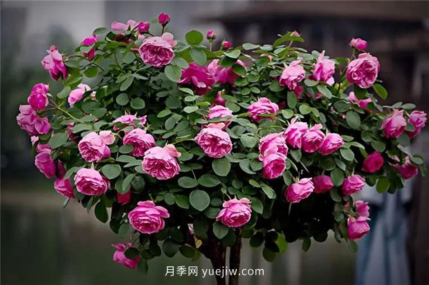 精通施肥，就掌握了盆栽月季開(kāi)花不斷的訣竅(圖3)