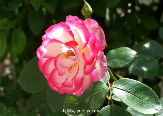 月季的品類(lèi)有哪些？有什么區別嗎？(圖2)