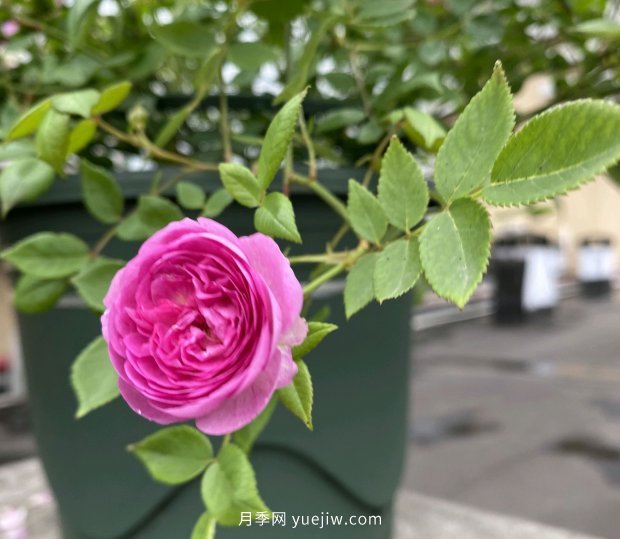 地栽的月季花，通風(fēng)好光照好，為什么還有白粉病害？(圖1)