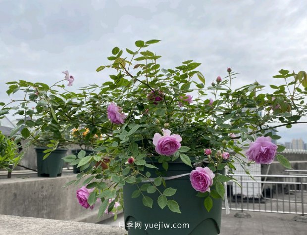 地栽的月季花，通風(fēng)好光照好，為什么還有白粉病害？(圖2)