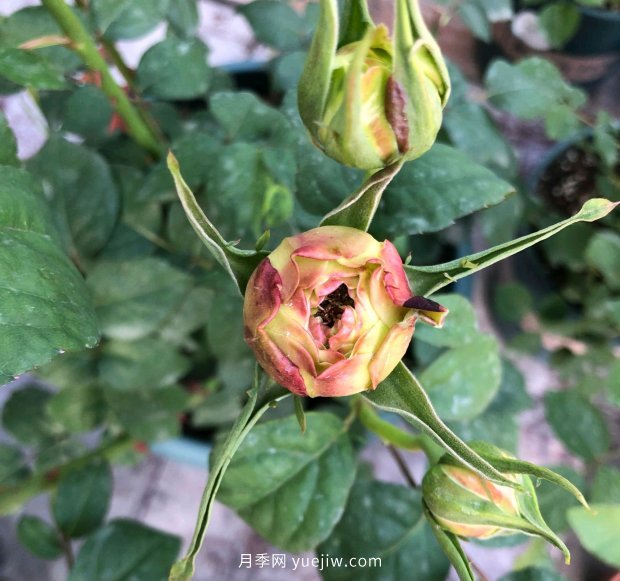月季花的花苞打不開(kāi)是怎么回事？(圖1)