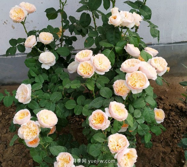 月季花的花苞打不開(kāi)是怎么回事？(圖2)