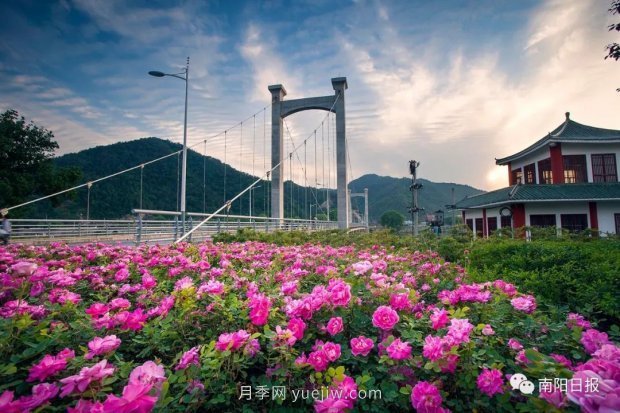 第十二屆南陽(yáng)月季花會(huì )4月29日開(kāi)幕，花事活動(dòng)提前報(圖3)