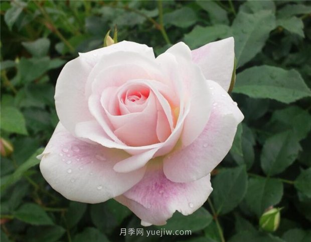 腮紅冰山月季的優(yōu)缺點(diǎn)是什么？(圖1)