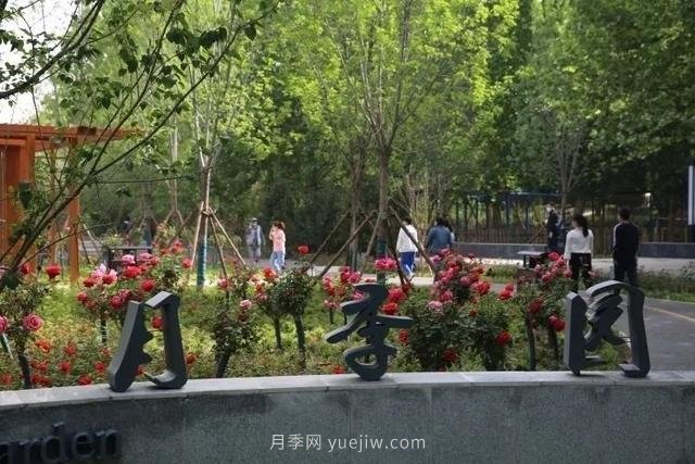 邢臺市花月季綻放！月季花城進(jìn)入觀(guān)賞期(圖3)