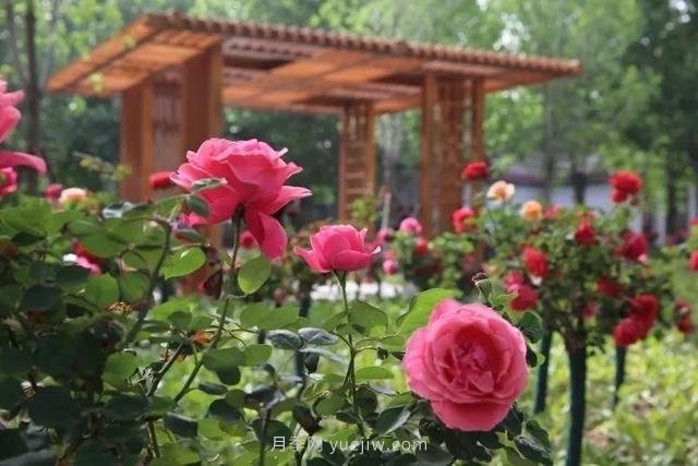 邢臺市花月季綻放！月季花城進(jìn)入觀(guān)賞期(圖2)