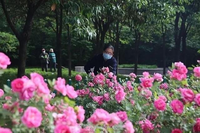 邢臺市花月季綻放！月季花城進(jìn)入觀(guān)賞期(圖1)