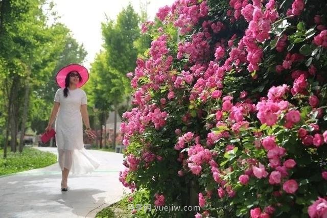 邢臺市花月季綻放！月季花城進(jìn)入觀(guān)賞期(圖4)