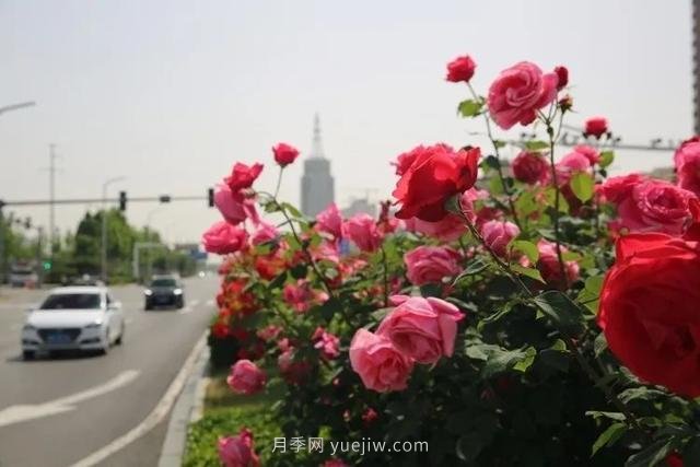 邢臺市花月季綻放！月季花城進(jìn)入觀(guān)賞期(圖5)