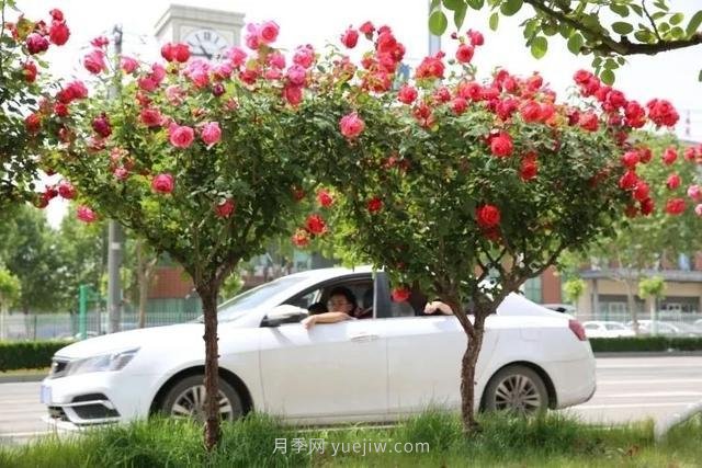 邢臺市花月季綻放！月季花城進(jìn)入觀(guān)賞期(圖6)