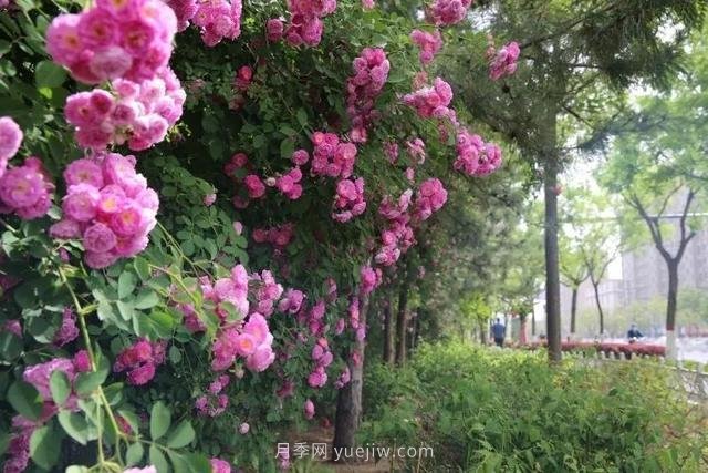 邢臺市花月季綻放！月季花城進(jìn)入觀(guān)賞期(圖8)