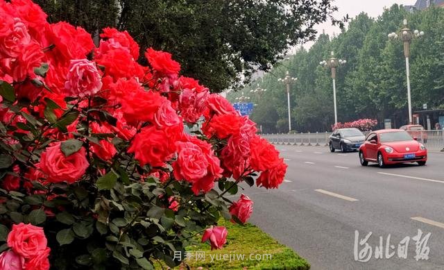 河北石家莊市花月季開(kāi) 添彩省會(huì )美景(圖4)