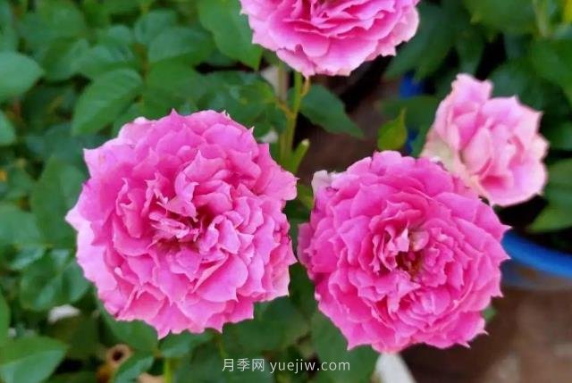 推薦6個(gè)濃香月季品種，抗病好養，香水月季就選她(圖3)