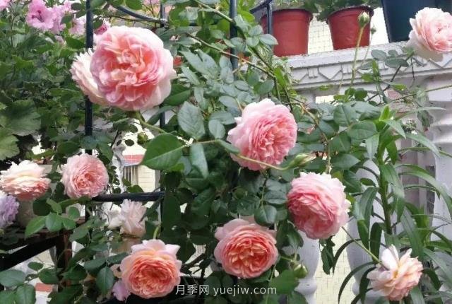 推薦6個(gè)濃香月季品種，抗病好養，香水月季就選她(圖1)
