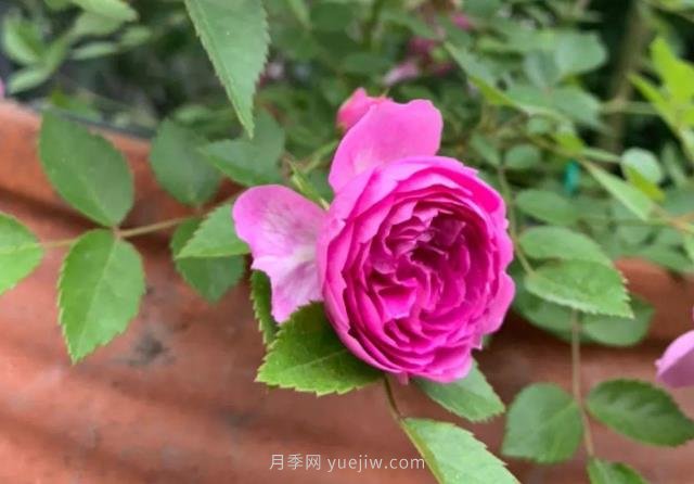 推薦6個(gè)濃香月季品種，抗病好養，香水月季就選她(圖5)