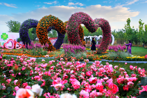 河南南陽(yáng)：15萬(wàn)畝月季花迎來(lái)盛花期 產(chǎn)銷(xiāo)兩旺(圖5)