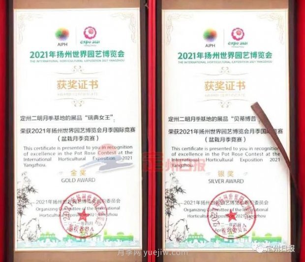 定州月季，2021年揚州世界園藝博覽會(huì )斬獲大獎！(圖1)