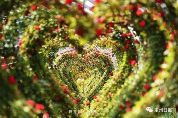 定州月季，2021年揚州世界園藝博覽會(huì )斬獲大獎！(圖3)