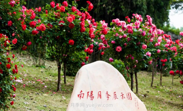 同賞一束花，共沐月季香，看南陽(yáng)月季如何變?yōu)槲錆h“街花”(圖4)