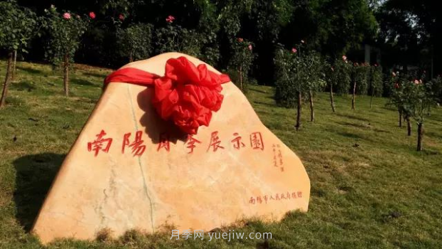 同賞一束花，共沐月季香，看南陽(yáng)月季如何變?yōu)槲錆h“街花”(圖3)