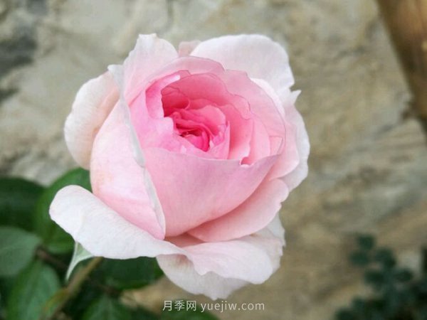 超耐陰的四季開(kāi)花的月季都有哪些品種？(圖1)