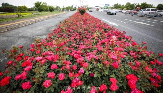 淮安初夏，從一場(chǎng)驚艷的月季花海開(kāi)始！(圖7)