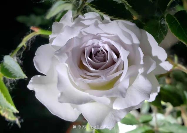 加百列大天使月季，優(yōu)點(diǎn)多缺點(diǎn)也多的日本月季(圖1)
