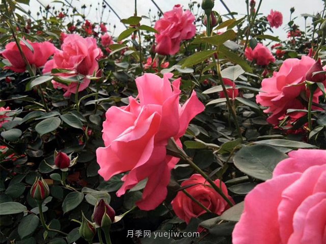 北京街頭萬(wàn)千姿態(tài)的月季花，你喜歡哪一個(gè)(圖1)