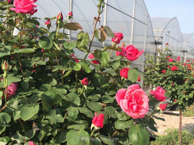 全年12個(gè)月的園林完全手冊，月季苗木種植養護百事通(圖3)