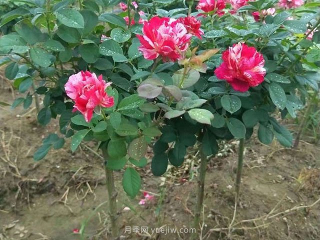 月季花適當追肥，秋天可以盛開(kāi)(圖1)