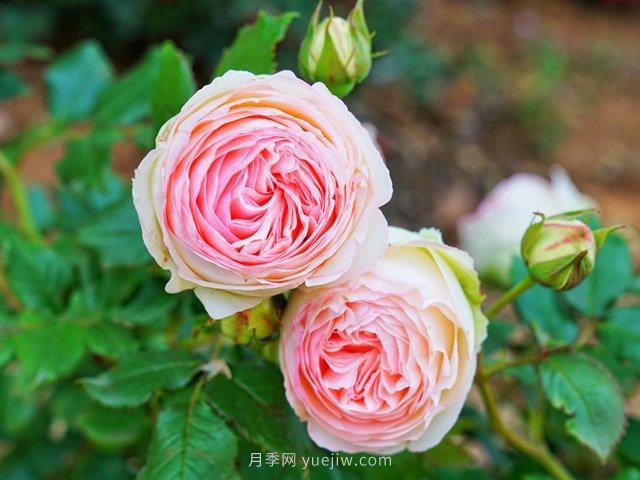 立秋后庭院花木養護該注意些什么？(圖1)