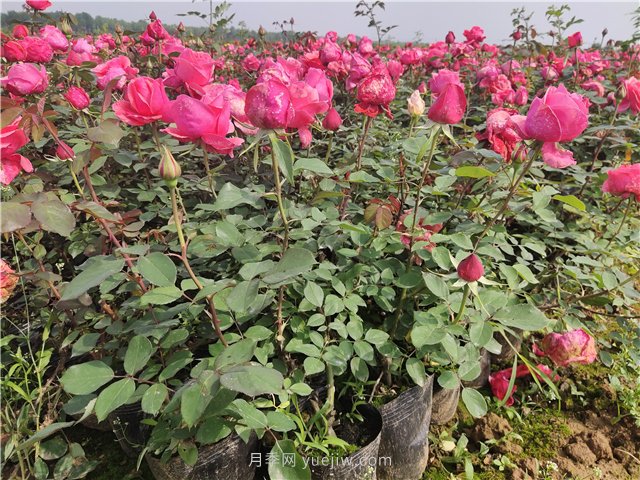 一年生大花月季盆栽杯苗價(jià)格 南陽(yáng)大花月季基地2021年秋季報價(jià)(圖1)