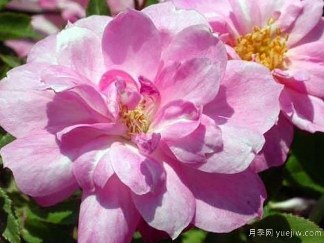 白長(cháng)春月季(圖1)
