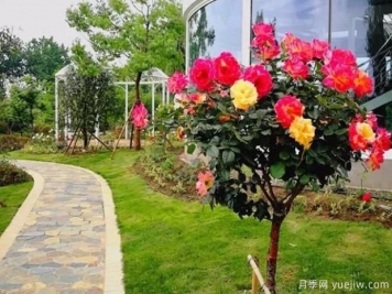 適合在庭院養的植物你知道嗎？