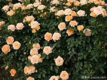 薔薇、月季、玫瑰你真的能分清它們的區別？