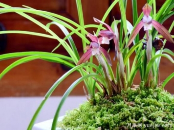 蘭花發(fā)芽的生長(cháng)因素，要嚴格把控4個(gè)方面