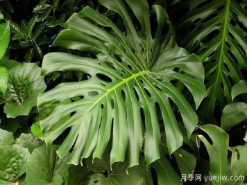 十大吸甲醛植物，你家養過(guò)哪幾種？