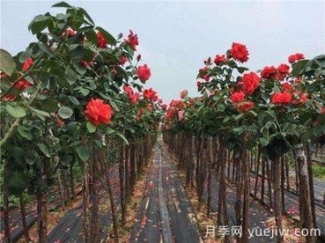 月季樹(shù)爛根，怎么治？