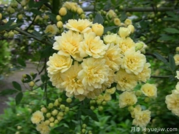 黃木香號稱(chēng)開(kāi)花勞模，耐寒耐熱養護簡(jiǎn)單