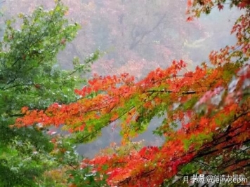 冬季植物應該怎么打理，才能來(lái)年依舊繁花似錦
