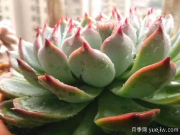 澆水上肥剪一波，做好養護讓居家植物安全過(guò)冬