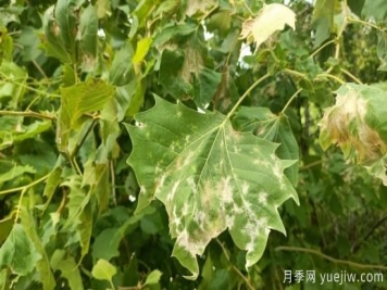 法桐葉片皺縮泛白，多是它惹下的禍