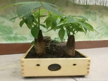 好看又省心，冬季適合懶人養的八大花卉植物
