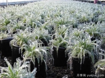 植物受凍后，怎么高效救治？