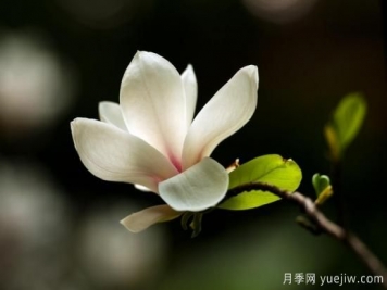 廣玉蘭的養護過(guò)程都需要注意哪些問(wèn)題？